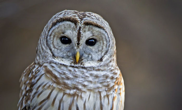 2. Owl Be Watching You