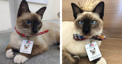 Public Complains About Wandering Stray Cat So The Nearby Law Firm Hires Him As A Certified Employee