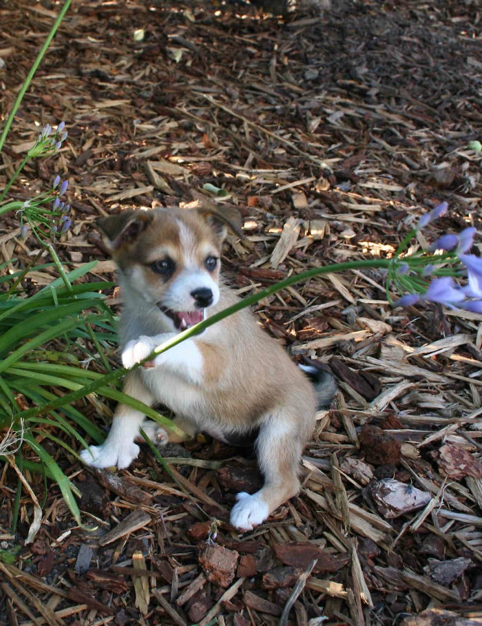 6. Meet Skadi, the Norwegian lundehund puppy