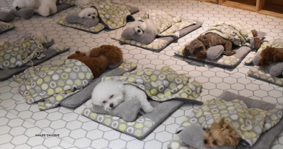 These 24 Photos Of Puppies Taking A Nap Are Probably The Cutest Thing You Will See This Week