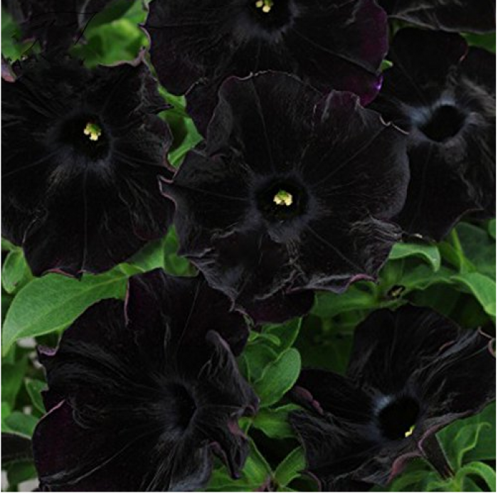 4. Black Petunia
