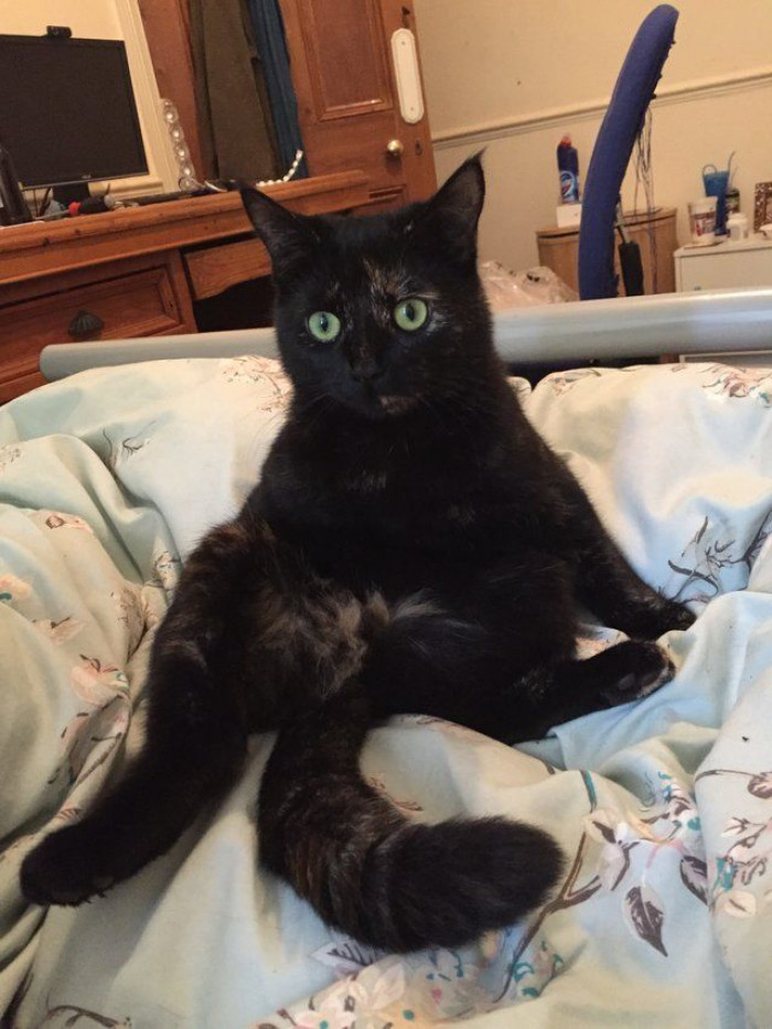 Kitty delivers big, nice-looking leaves to sleeping owner as gifts.