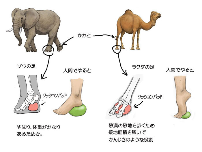 7. The foot of a human elephant and human camel