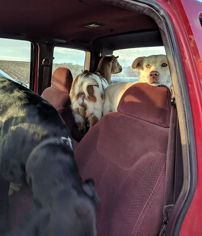 Dog and unlikely companions ride in the back of Kris’ truck together.