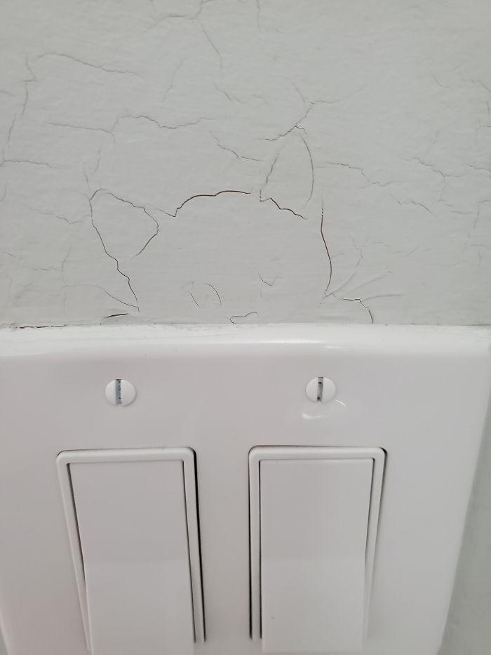 "Cat Formed by Cracks Above My Light Switch"