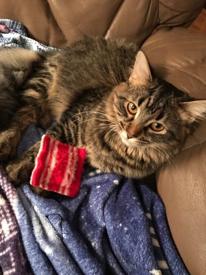 Tiny pillow on bed as Maine Coon kitten snuggles beside it