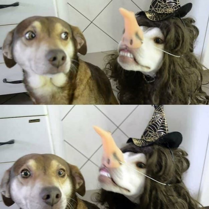 Or is it all an elaborate ruse? Perhaps they enjoy Halloween just like us.