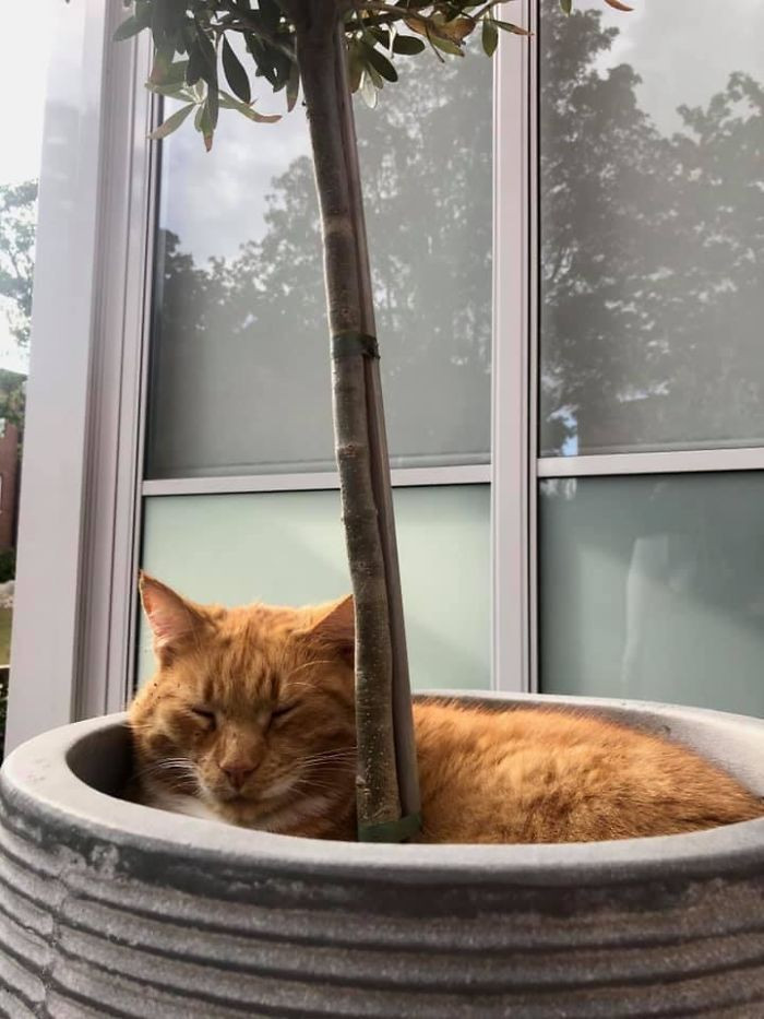"Spotted: Ginger Soil, Super Rare Swedish Phenomenon. A Little Reluctant To Pets, But Overall 11/10"