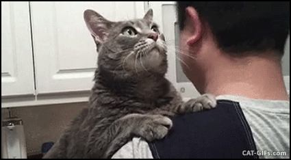 1. Can't keep my mind off you, cat.