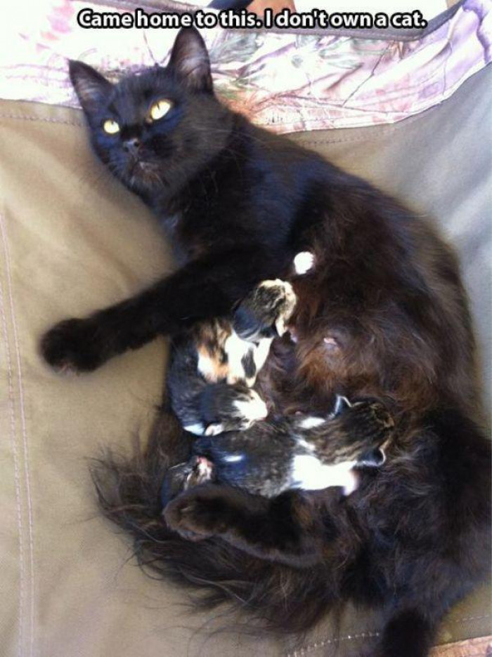 Sometimes, when a stray cat knows she's about to have kittens...