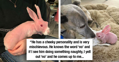 After Being Rescued From Euthanasia, Mr. Bigglesworth The Hairless Bunny Is Now An Instagram Celebrity
