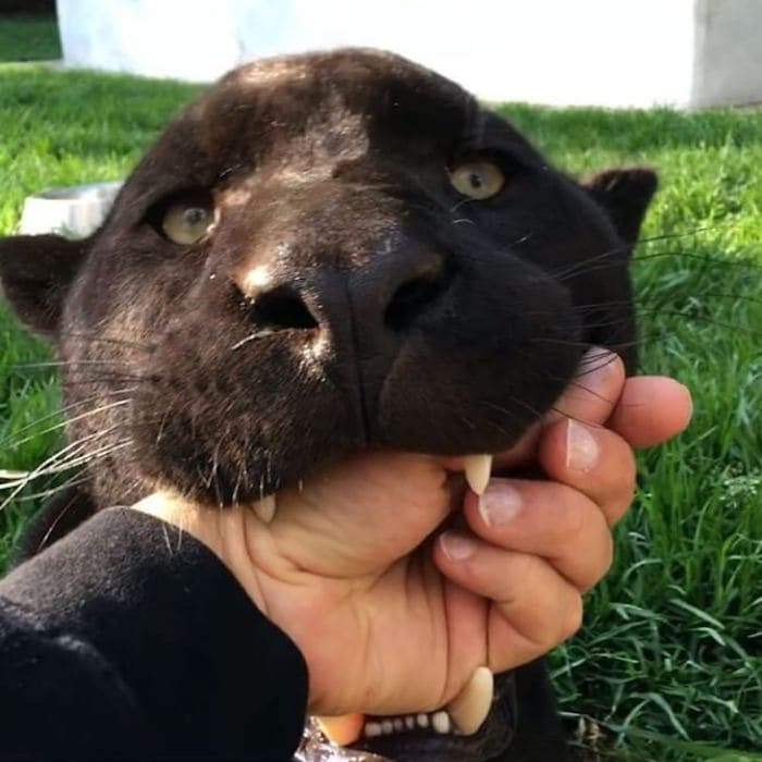 16 Pictures Showing That Scary Panthers Are Simply Oversized Cute Black Cats