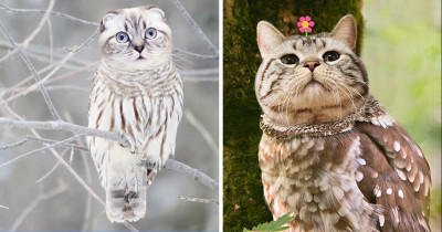 The Internet Combined a Cat and an Owl to Create the Strangely Adorable Meowl