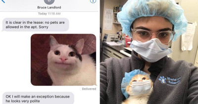 Some of the Greatest Cats That Have Graced Us With Their Online Presence