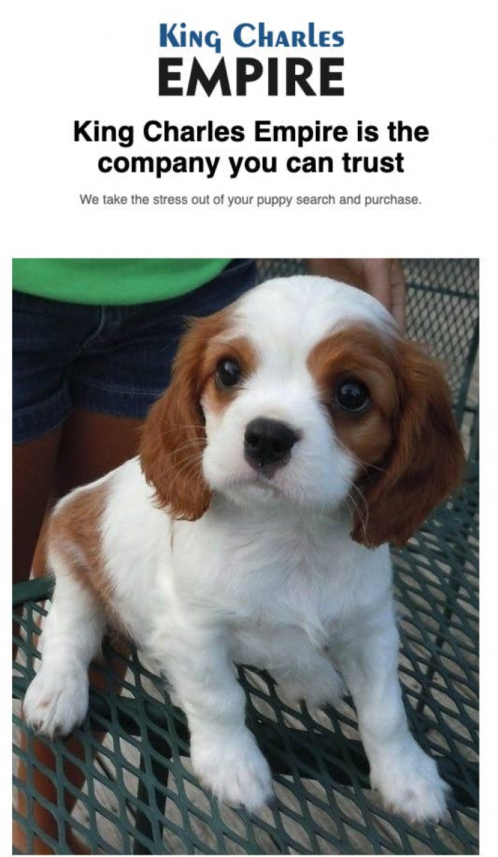 Puppy mischief at home, pandemic pet excitement turning into chaos