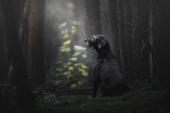 Monica van der Maden, Netherlands, Dog Photographer Of The Year overall winner and oldies category 1st place winner.