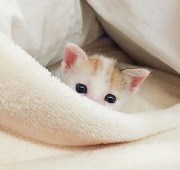 List 90+ Pictures Cutest Kittens In The Whole World Excellent