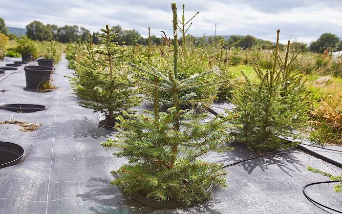 The company offers five dimensions of Christmas trees, each named after London’s smallest to biggest areas