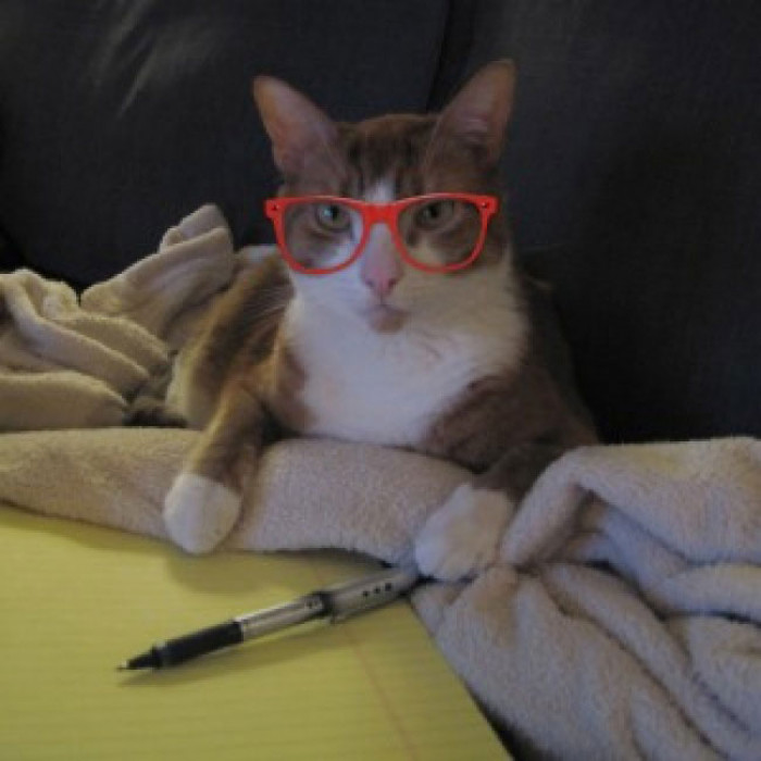 6. This feline wants to show some personality.