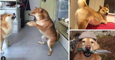 Hilarious Doggos That Will Remind You How Much You Love Dogs