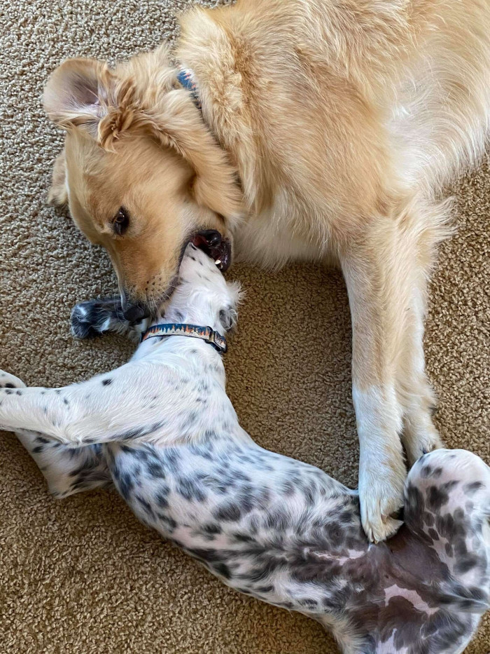 Golden Retriever stands protectively beside little brother during playful training
