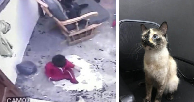 Cat Is Being Heralded As A Hero After Saving A One-Year-Old From A Deadly Fall