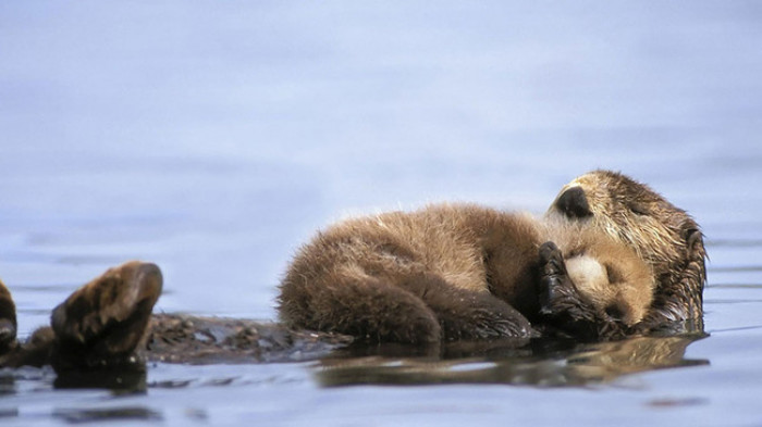 36. Baby otter sleeping on mama