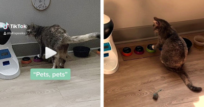 Clever Cat Learnt To Communicate With Her Human Through A Speech Board