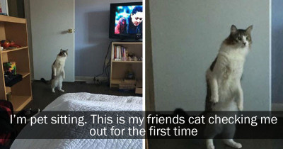 These Are The Most Hysterical Cat Tweets On Twitter Right Meow