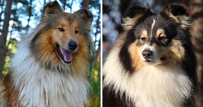 Collie & Scottish Shepherd Sheltie
