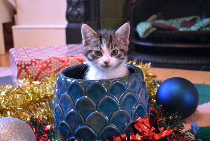 Pet carrier or transport box with the cat inside, ready for reunion.