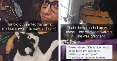 Fans Of Cats On Catnip Share Their Heartfelt Adoption Stories Where The Cats Chose Them