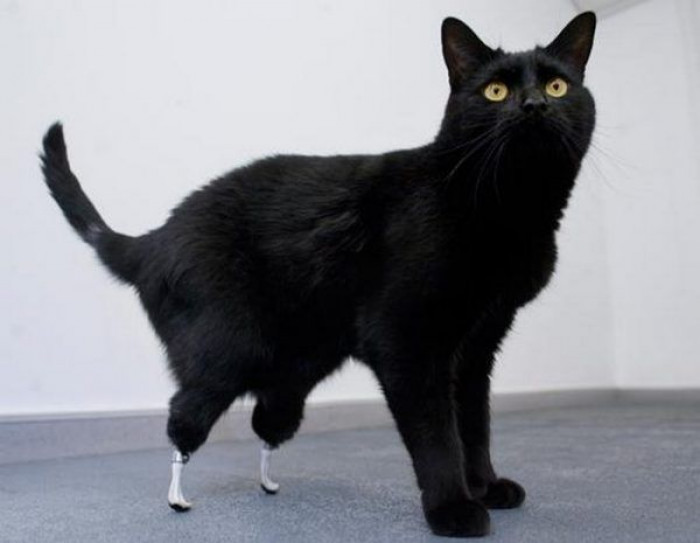 Oscar with his flash new feet!