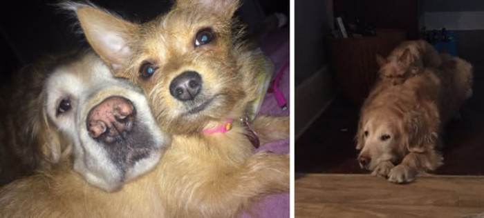 Dog in motion during a training routine, quick movement, energetic atmosphere