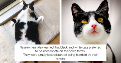 New Research Suggests Black And White Cats Have The Most Attitude
