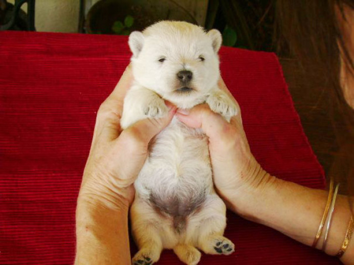 #46 Westie baby. Or a Polar Bear cub? I just wanna smooch him either way!