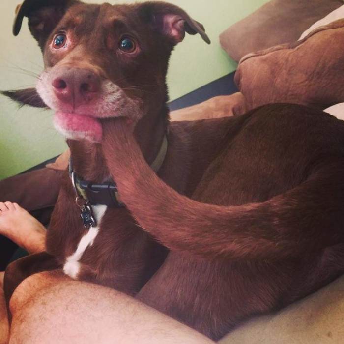 Close-up of dog’s face, wide eyes and worried expression after spinning.