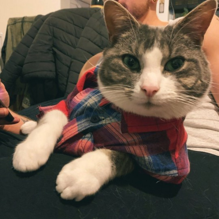 17. This cat is appropriately dressed for work.