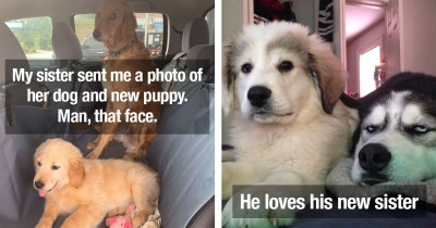 Dogs Whose Lives Got Completely Ruined The Moments Their Owners Introduced A New Member To The Family