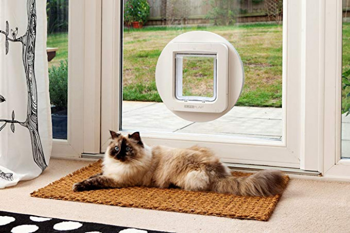Cat-themed neighborhood scene, suggesting the target animal mentioned in the letter.