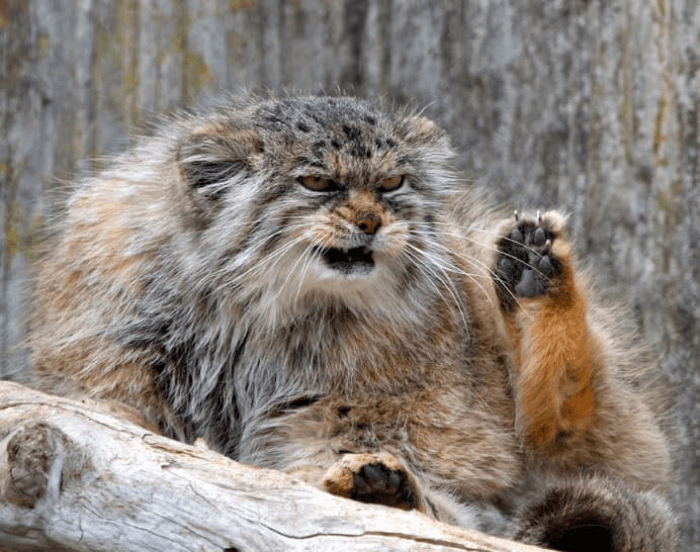 Pallas cat with a prominent frown, thick coat, playful caption mood.