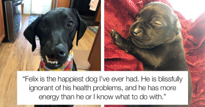 Labrador Dog Was Born With A Cleft Lip And Cleft Palate, And After A Successful Surgery, He Is Happier Than Ever