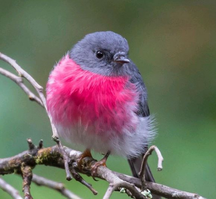 Rose Robins seldom stay still