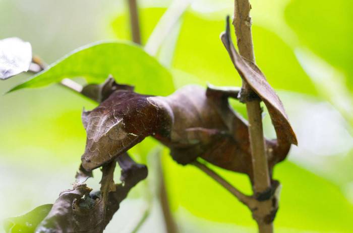 In the rainforests where they are found, there are a whole bunch of predators, so the geckos really need to camouflage with their surroundings. 