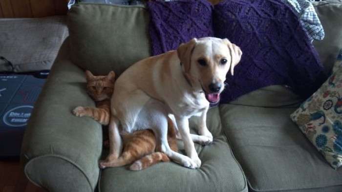 #81 When My Dog Decided To Sit On My Cat