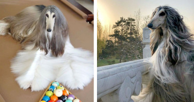 The World's Prettiest Dog's Owner Spends Thousands of Dollars Just for Grooming Purposes