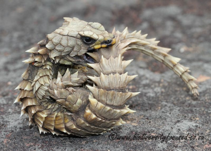 Badass But Terrifyingly Adorable Dragon Lookalike Is Called The Armadillo Lizard