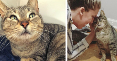 Stray Cat Rescues Herself When She Sneaks Inside A Home To Birth Her Kittens