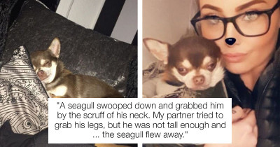 Seagull Picks Up Chihuahua Then Flies Away, Leaving Family Devastated