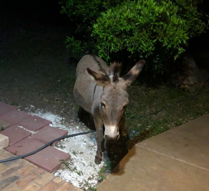 11. “This is what I was greeted with just before midnight when I took my dog for a quick walk before bed. We’re staying at an Airbnb that has a donkey on the property. I didn’t know donkey hugs existed before I met this sweetums. He’s the goodest boy!”